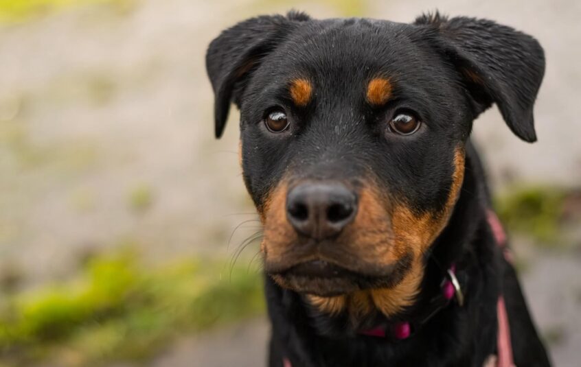 Close-up image of a young Roittweiler dog looking directly at camera