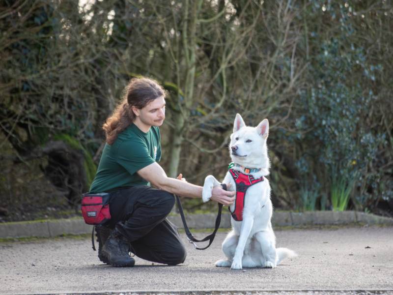 A white dog in a red harness gives their paw to a staff member while sitting outdoors on a path.
