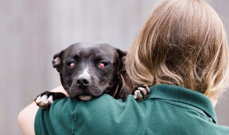Sad dog with bad case of cherry eye.