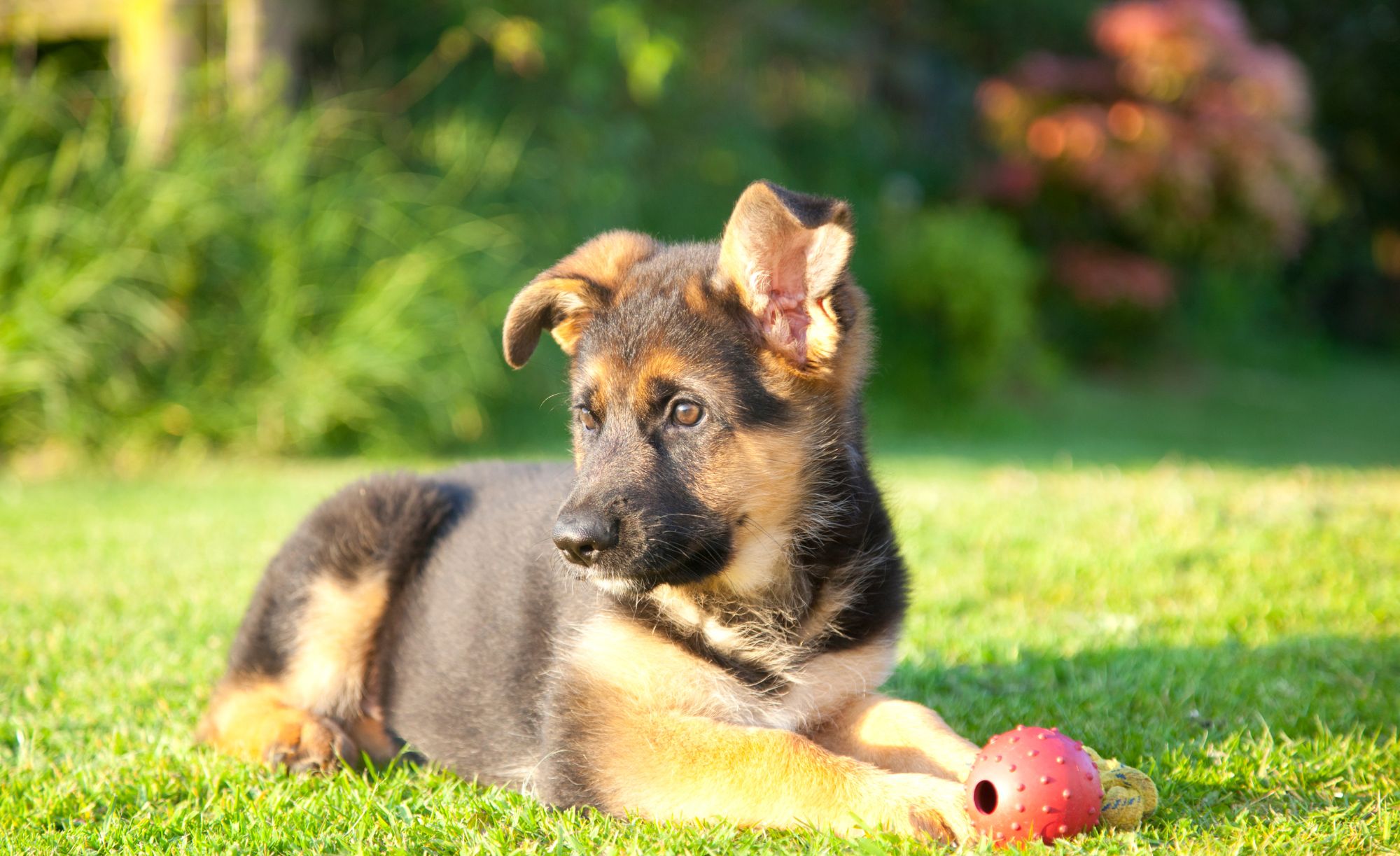 German Shepherd puppy approximately 20 weeks old laying in sunny grass, looking to the left with a red ball in front of them