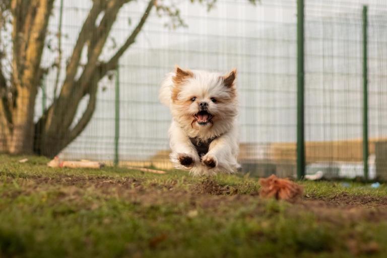 White fluffy crossbreed dog running in a field
