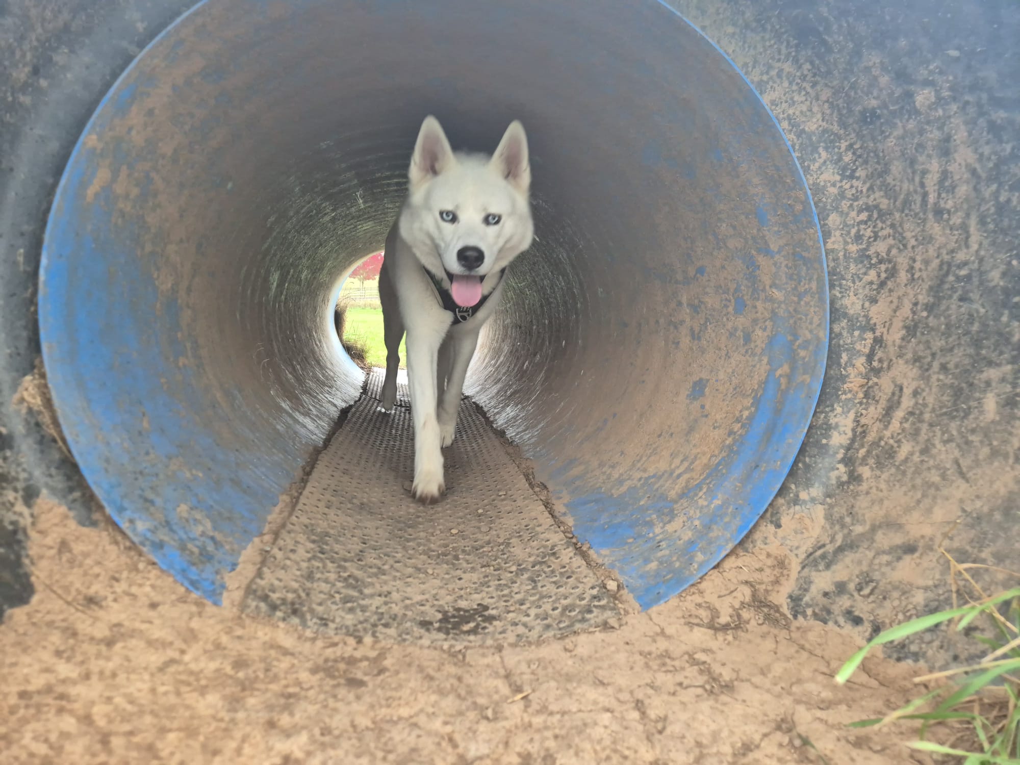 White husky walking through long, blue metal tunnel.