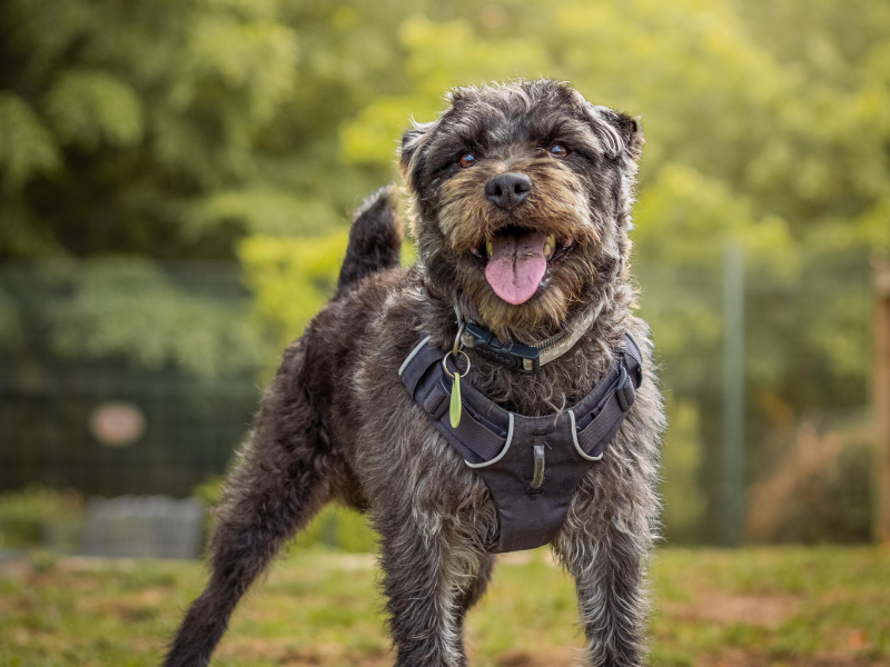 Rescue dog outside in spring field