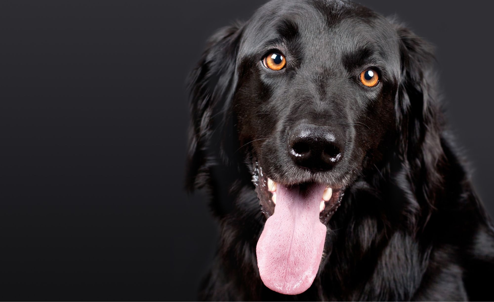 Black Retriever cross-breed dog with amber eyes headshot in relaxed stance with tongue out on a black background