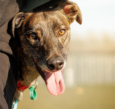 Brindle Lurcher looking at camera with tongue hanging out pulling a funny face