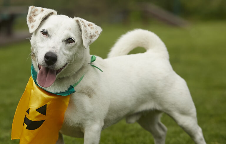 White Jack Russell Terrier stood in field looking directly at camera in relaxed position wearing a Halloween style pumpkin bandana