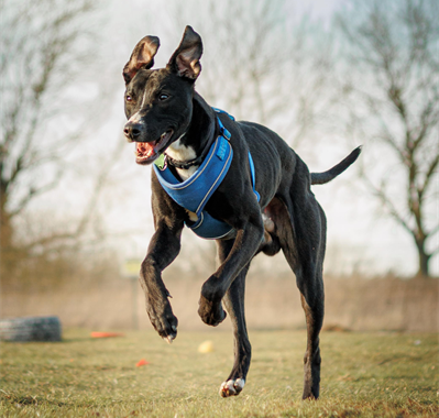 Black Lurcher wearing a blue harness running outside