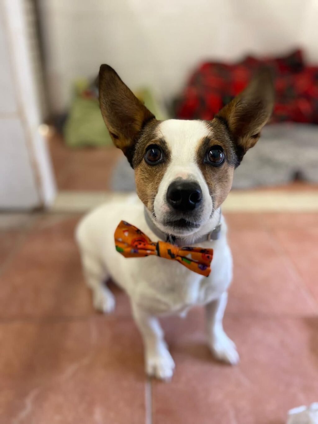 White and brown Jack Russel Terrier in a sitting position in a home environment looking directly at the camera wearing a Halloween themed bow tie
