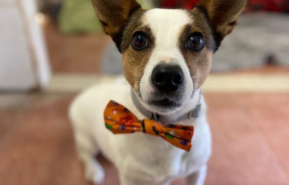 White and brown Jack Russel Terrier in a sitting position in a home environment looking directly at the camera wearing a Halloween themed bow tie