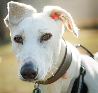 Closeup of white Lurcher dog outside looking directly at camera with relaxed ears and gentle eyes. Wearing a black harness wit brown leather collar and a Jerry Green Dog Rescue tag