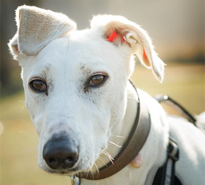 Closeup of white Lurcher dog outside looking directly at camera with relaxed ears and gentle eyes. Wearing a black harness wit brown leather collar and a Jerry Green Dog Rescue tag