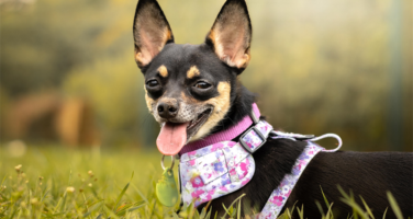 Black and tan chihuahua dog laying in grass wearing a purple flowered harness