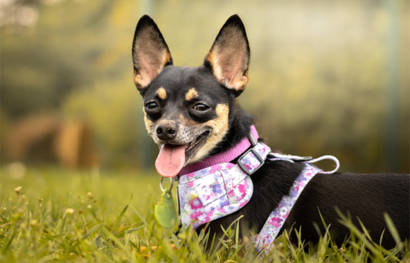 Black and tan chihuahua dog laying in grass wearing a purple flowered harness