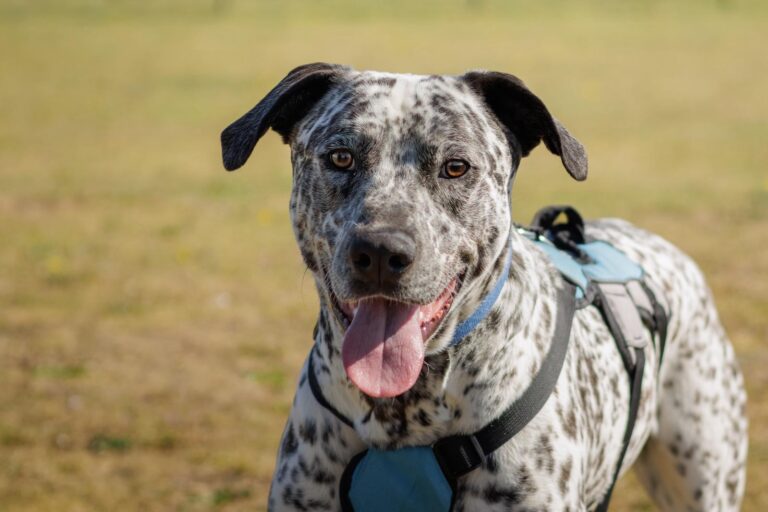 Large black and white spotty dog with black ears and tongue hanging out
