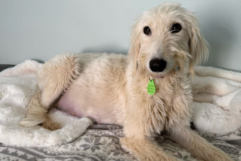 White long haired lurcher laid down