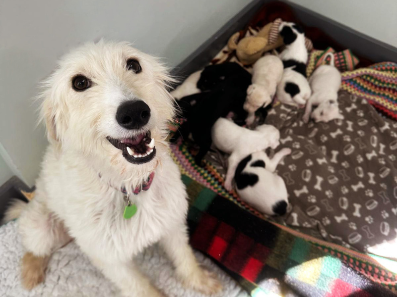 White long-haired Lurcher with nine new born puppies next to hear