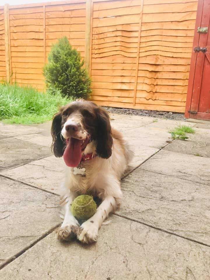 A rehomed sprocker spaniel called Luna sitting in the garden