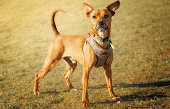 Small male brown crossbreed dog standing in field wearing a tweed harness