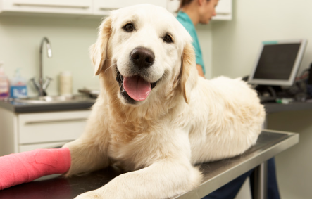 Cute golden retriever on a table with a bandaged leg.