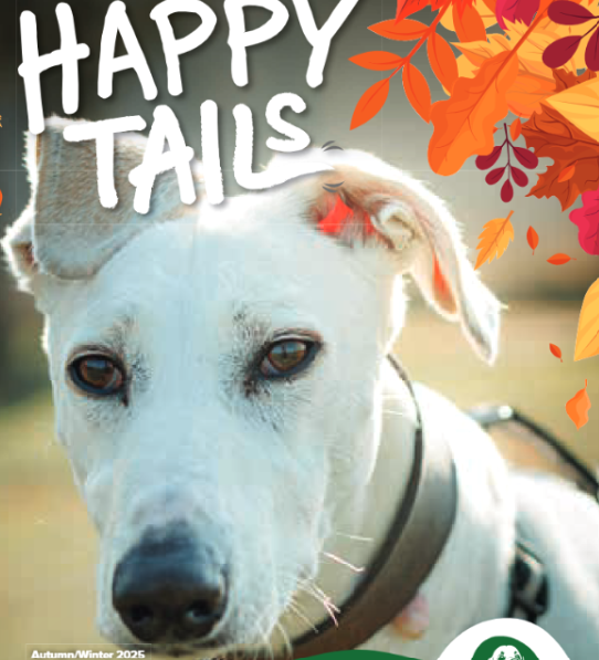 White Lurcher dog with overlaid Happy Tails and autumn leaves graphics
