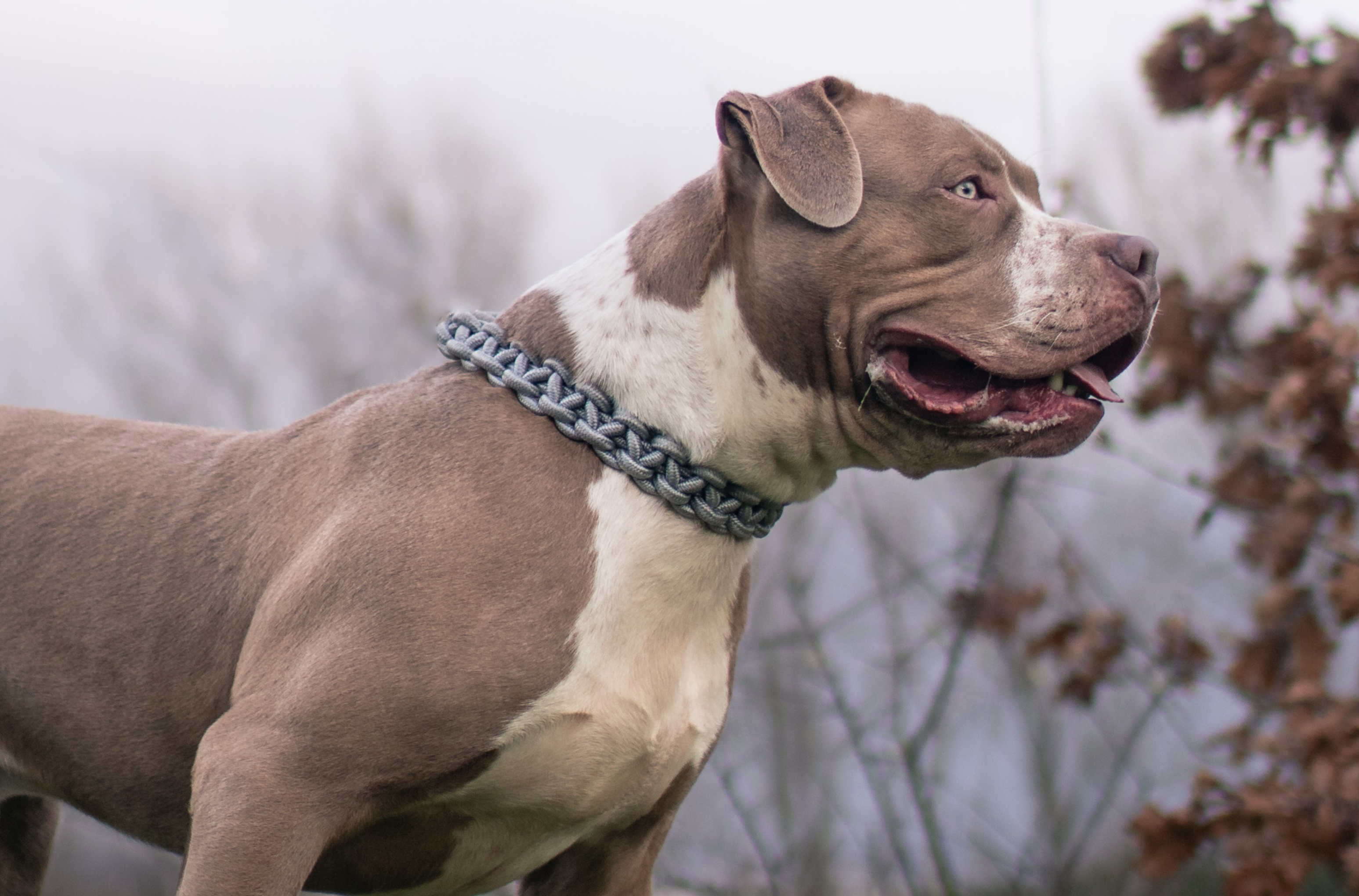 XL Bully