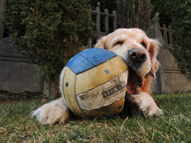 Golden Retriever laying down chewing blue yellow and white football