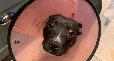 A dark brown Staffordshire Bull Terrier with a pink medical cone around her kneck. She is looking up at the camera with a soft face.