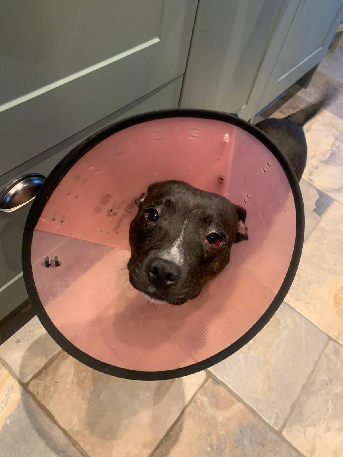 A dark brown Staffordshire Bull Terrier with a pink medical cone around her kneck. She is looking up at the camera with a soft face.