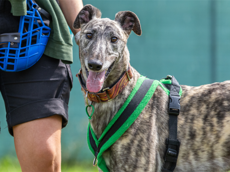 a brindle-coated greyhound outside