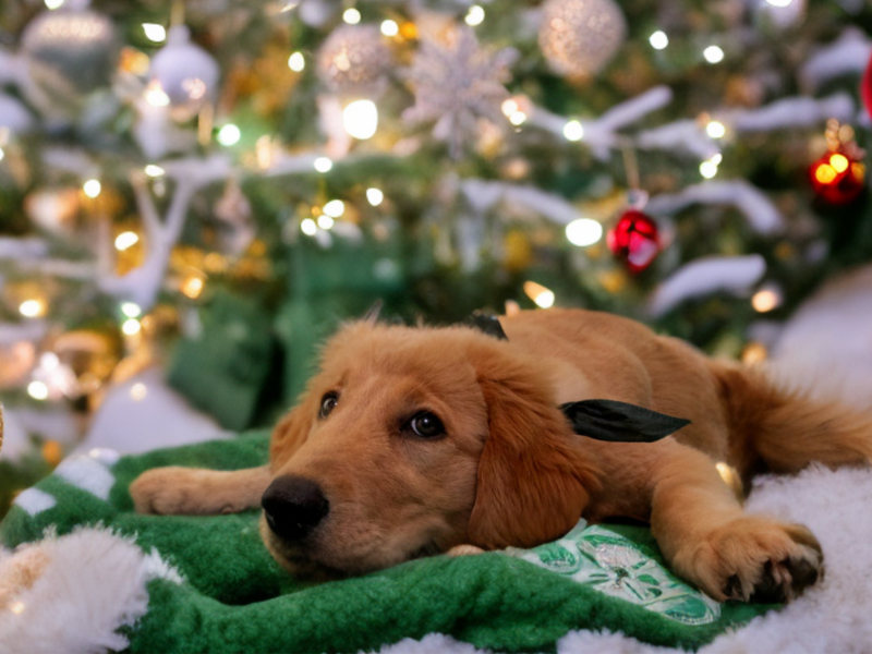 Cute puppy under Christmas tree