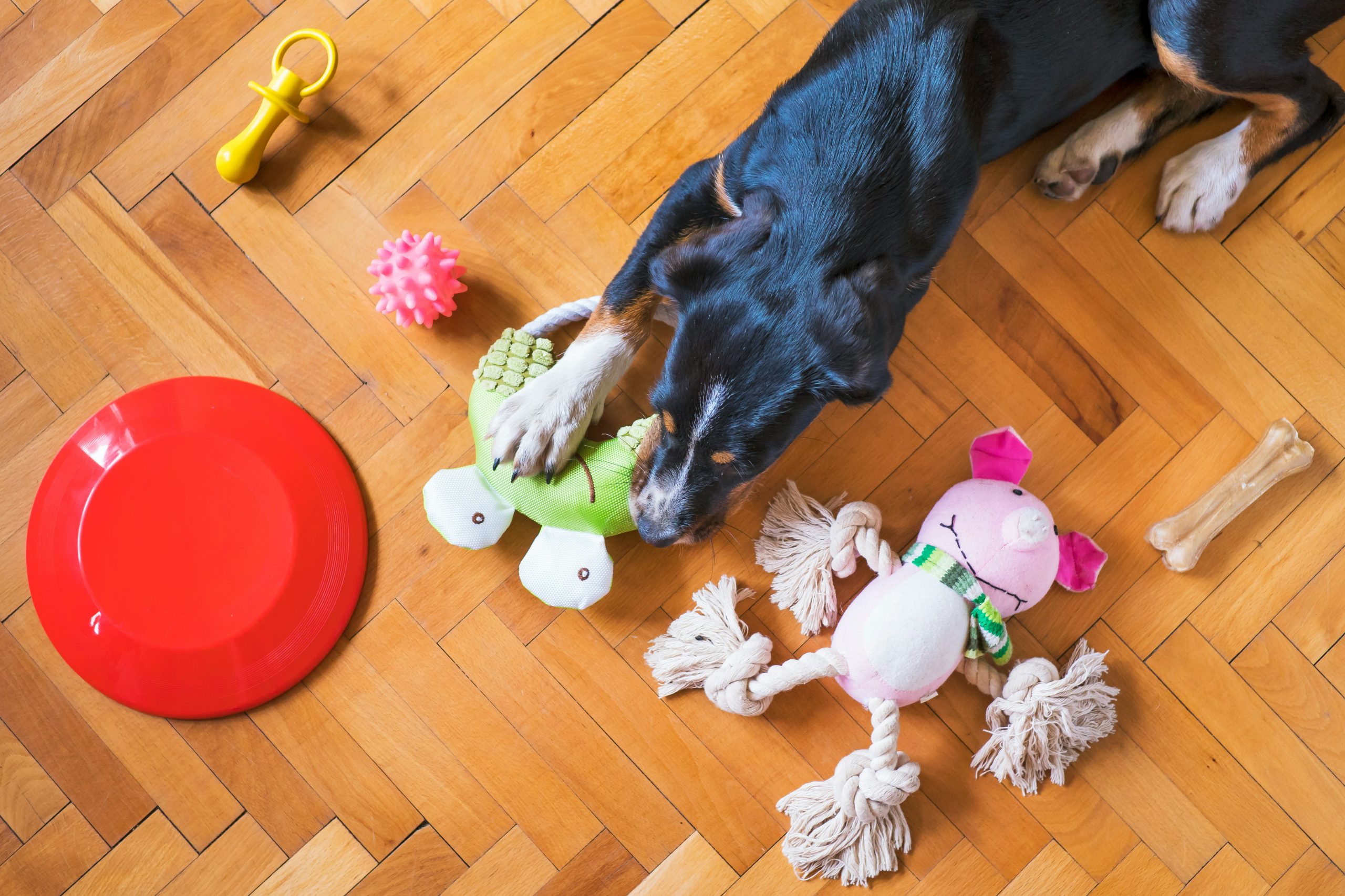 Dog lying on wooden floor surrounded by toys.