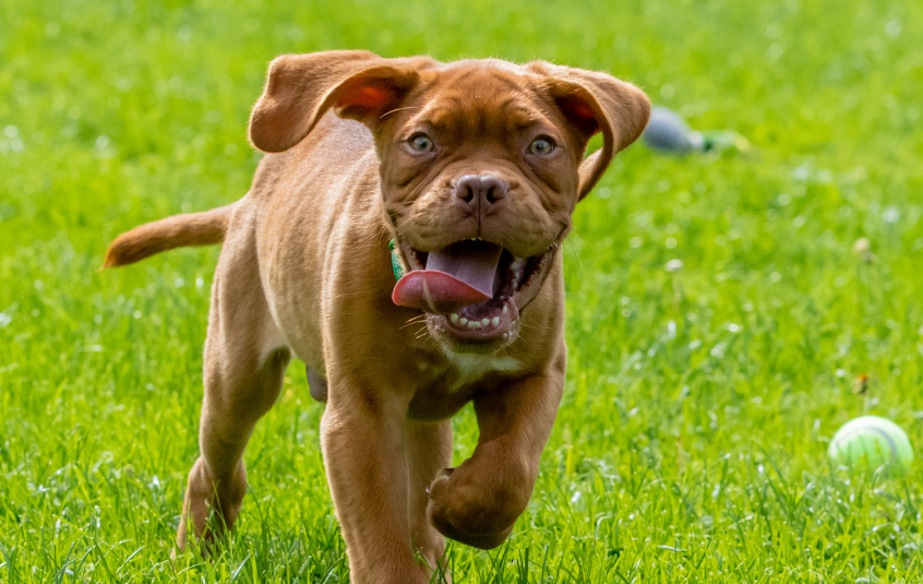 Tan puppy running with tongue hanging out, in a field with a tennis ball.