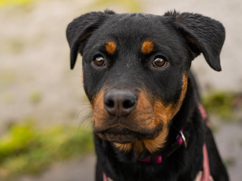 Rottweiler staring into the distance.