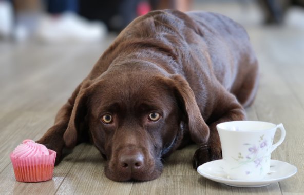 A brown labrador laying on a wooden floor, making eye contact with the camera. On either side of the dog is a small pink cupcake, and a white china tea cup.