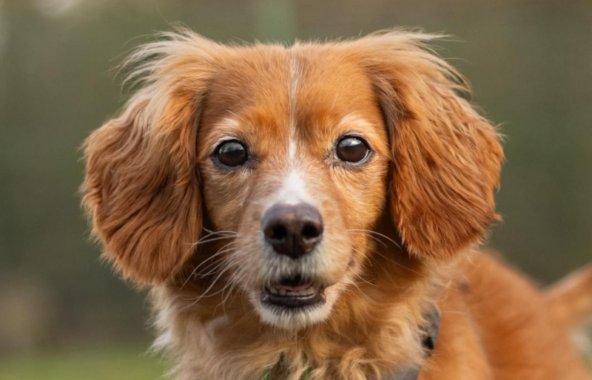 A headshot of medium sized, blonde Spaniel-cross making eye contact.