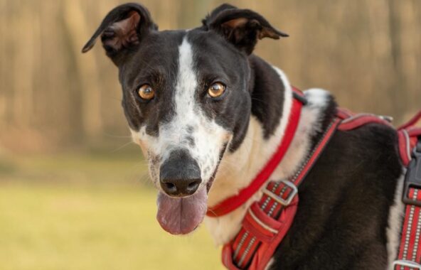 A black and white lurcher standing in a field with its tongue out