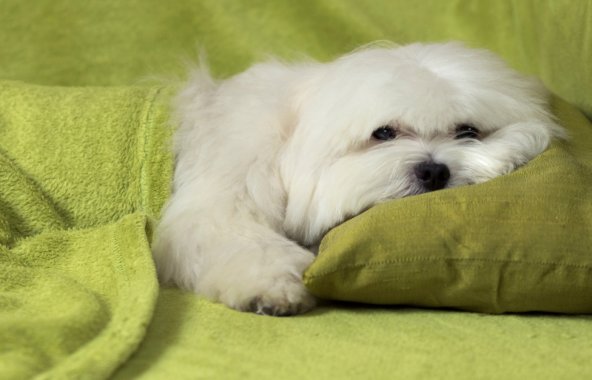 small white dog laying on a lime green pillow