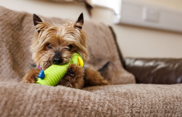 A yorkshire terrier dog laying down on a sofa, covered with a brown blanket. The dog has a green toy in it's mouth
