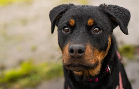 Close-up image of a young Roittweiler dog looking directly at camera