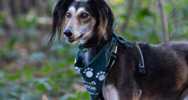 Saluki dog in Autumn woodland when the clocks change