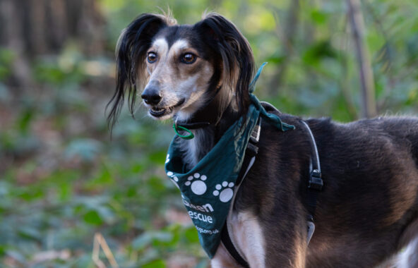 Saluki dog in Autumn woodland when the clocks change
