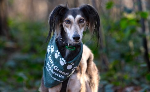 Black, white and tan Saluki stood in woodland looking directly at camera wearing a Jerry Green Dog Rescue bandana