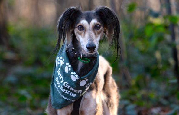 Black, white and tan Saluki stood in woodland looking directly at camera wearing a Jerry Green Dog Rescue bandana