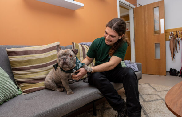 A grey french bulldog with one eye is sat on a grey sofa. There is a gentleman in a green t-shirt sitting on the sofa, smiling down at the dsog. They are in a large room with orange walls and a fluffy rug.