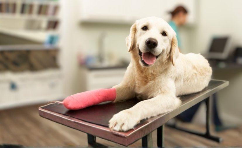 Golden retriever on table at veterinary surgery with red bandage on paw.