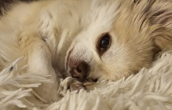 Cream and white Chihuahua Cross dog laying on side on fluffy blanket looking cosy