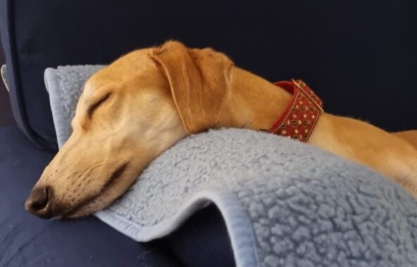 Beige Lurcher asleep on grey fuzzy mat