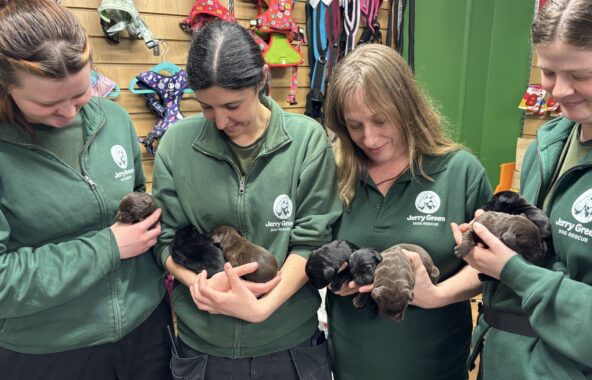 Four female Jerry Green Dog Rescue employees holding very young puppies between them