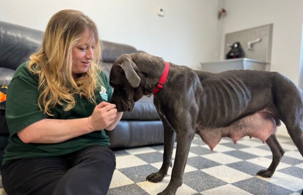 Blonde Jerry Green Dog Rescue employee sat on floor with grey malnourished weaning cross breed dog