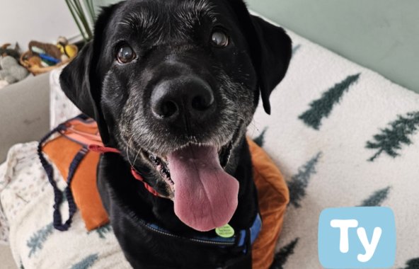 Older black labrador on a sofa.